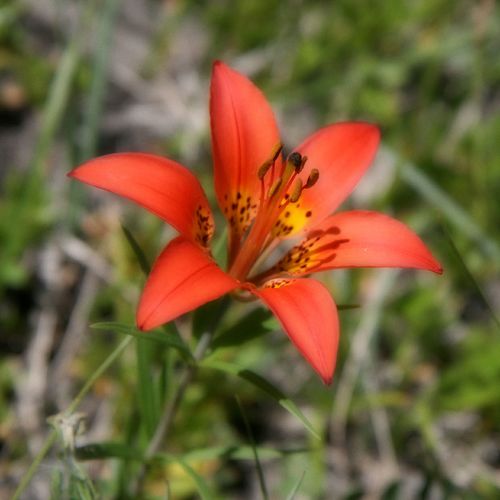Lilium philadelphicum var. andinum