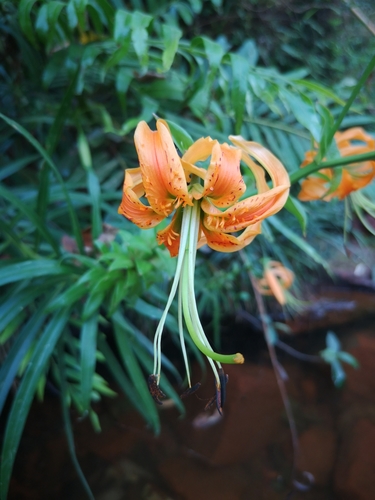 Lilium rosthornii — photo
