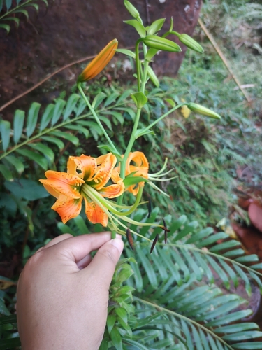 Lilium rosthornii — photo