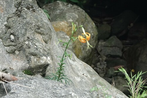 Lilium rosthornii