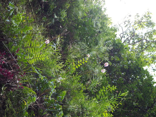 Lilium speciosum var. gloriosoides (Yao bai he) — photo