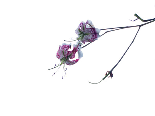 Lilium speciosum var. gloriosoides (Yao bai he) — photo