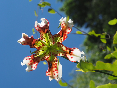 Lilium speciosum var. gloriosoides