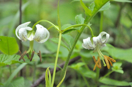 Lilium taliense
