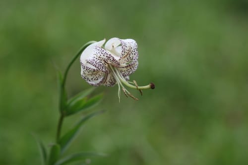 Lilium taliense — photo
