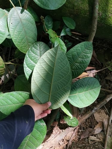 Limacia scandens — photo