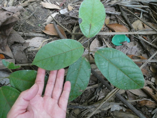 Limacia scandens