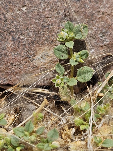 Limeum obovatum — photo