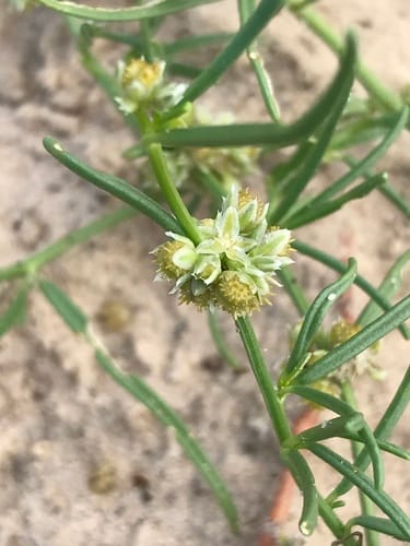 Limeum sulcatum — photo