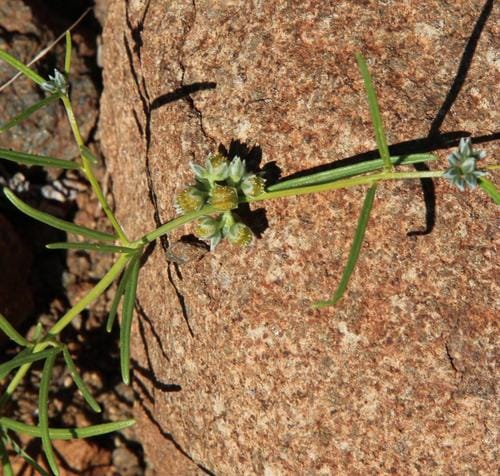 Limeum sulcatum — photo