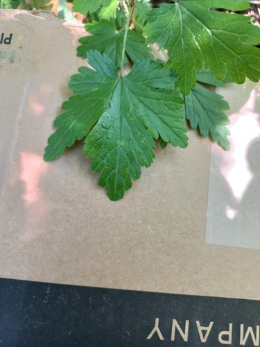 Limnobotrya lacustris (Prickly blackcurrant) — photo