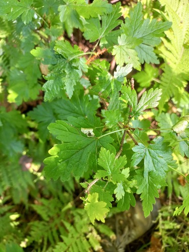 Limnobotrya lacustris