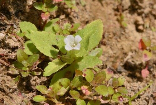 Limnophila fragrans — photo