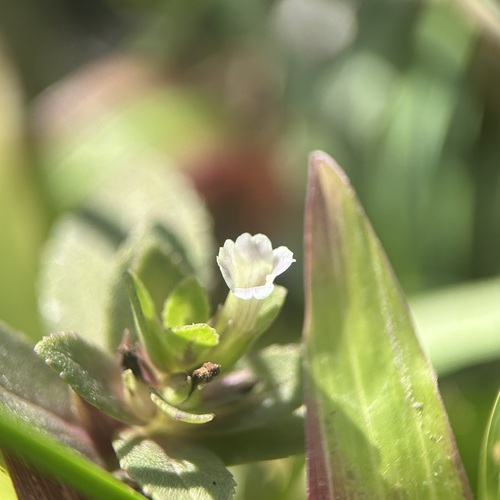 Limnophila fragrans — photo