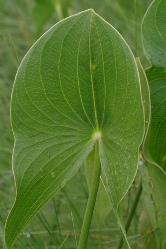Limnophyton angolense — photo