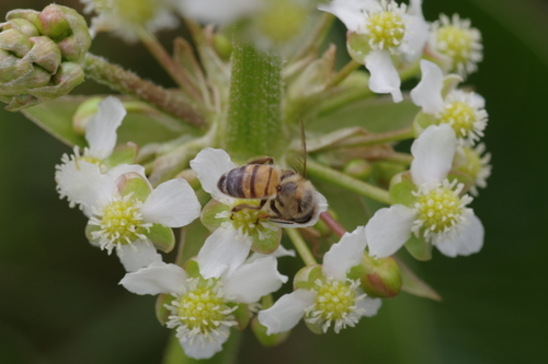Limnophyton angolense — photo