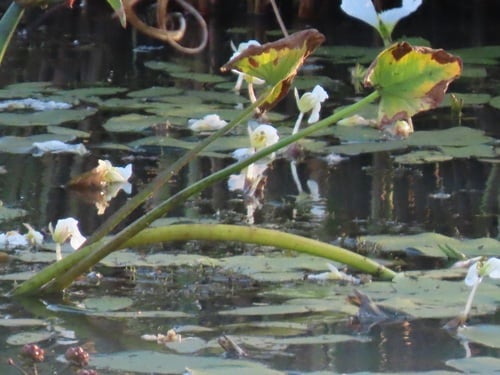 Limnophyton obtusifolium (Blunt arrowhead) — photo