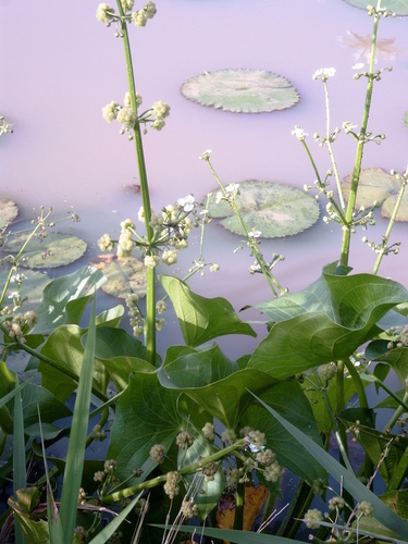 Limnophyton obtusifolium