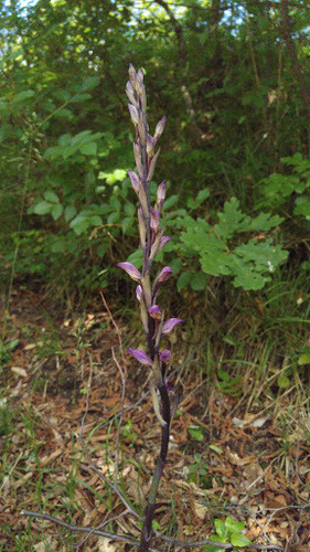 Limodorum abortivum — photo