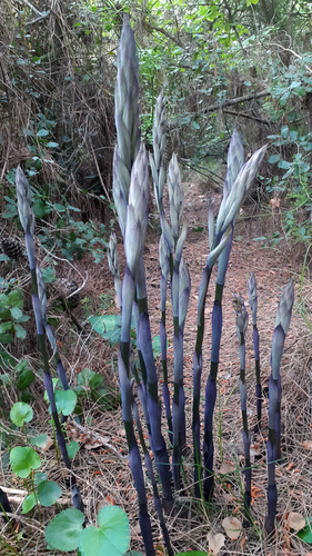 Limodorum abortivum — photo