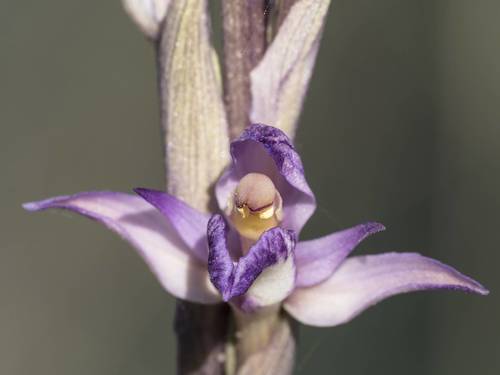 Limodorum abortivum