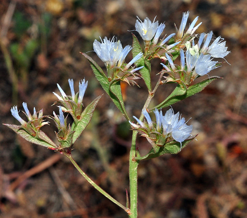 Limonium lobatum (Winged sea lavender) — photo