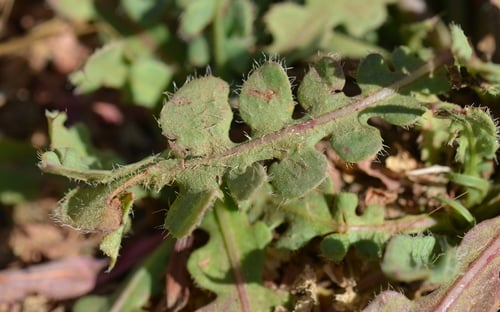 Limonium sinuatum (Sea lavender) — photo