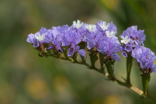 Limonium sinuatum (Sea lavender) — photo