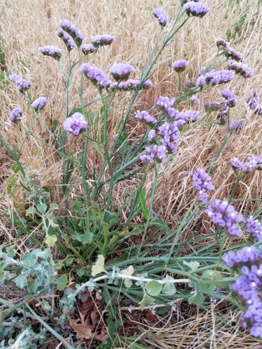 Limonium sinuatum
