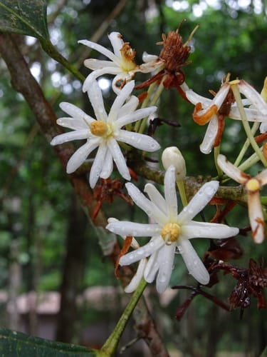 Lindackeria latifolia — photo