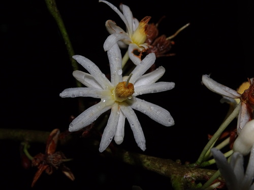 Lindackeria latifolia