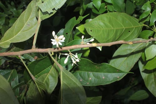 Lindackeria paludosa (Marsh lindacheria) — photo