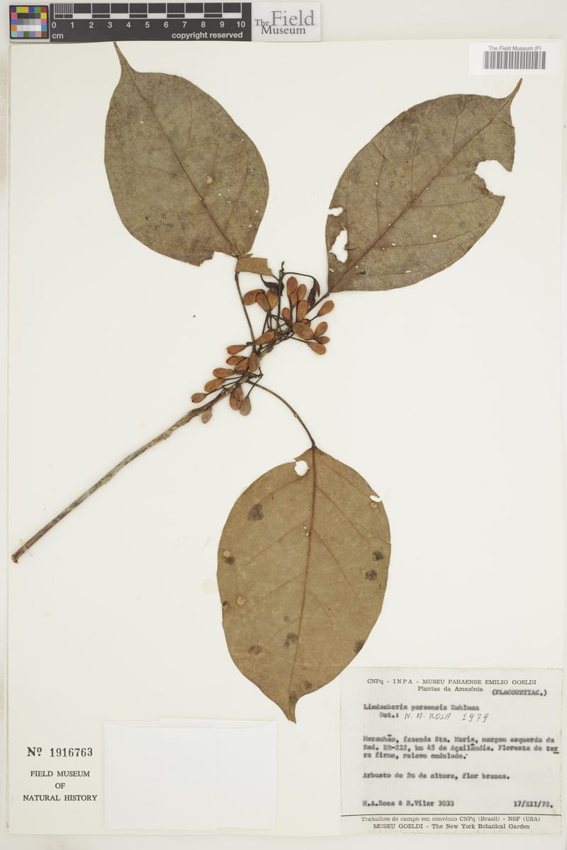 Lindackeria paraensis — photo