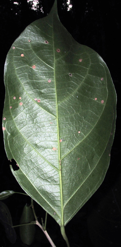 Lindackeria paraensis