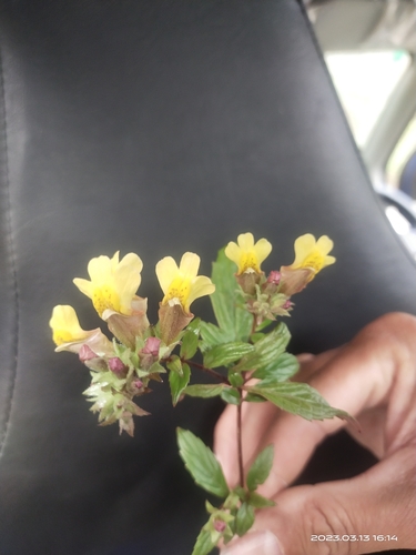 Lindenbergia hookeri