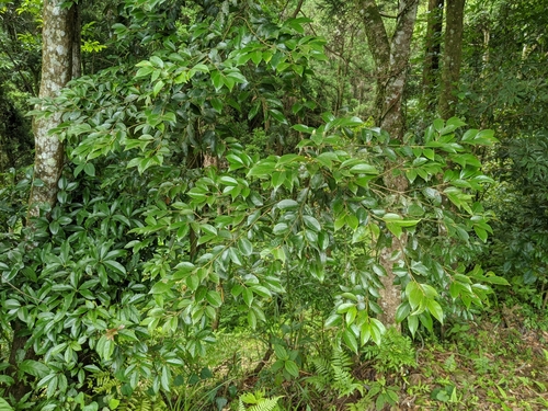 Lindera communis (Ta-hsiang-yieh-tzu-shu) — photo