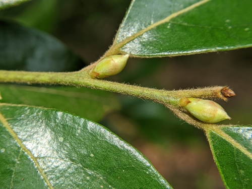 Lindera communis (Ta-hsiang-yieh-tzu-shu) — photo