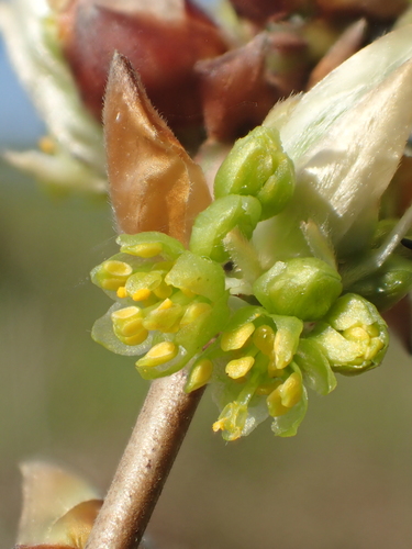 Lindera glauca (Spicebush) — photo