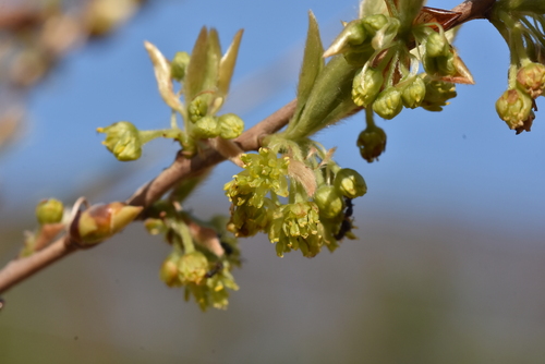 Lindera glauca (Spicebush) — photo