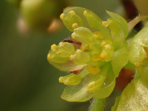 Lindera glauca