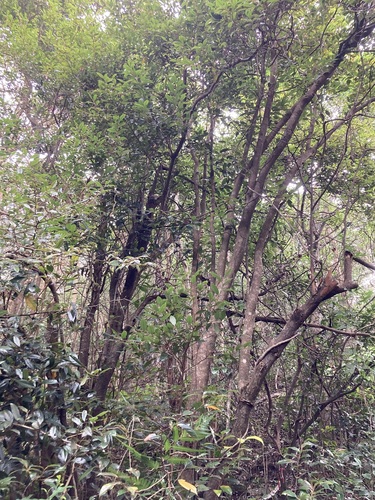 Lindera nacusua