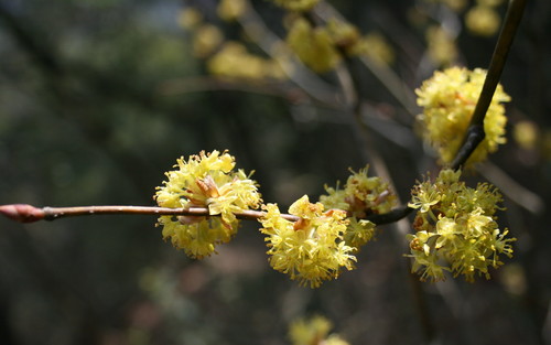 Lindera obtusiloba var. heterophylla — photo