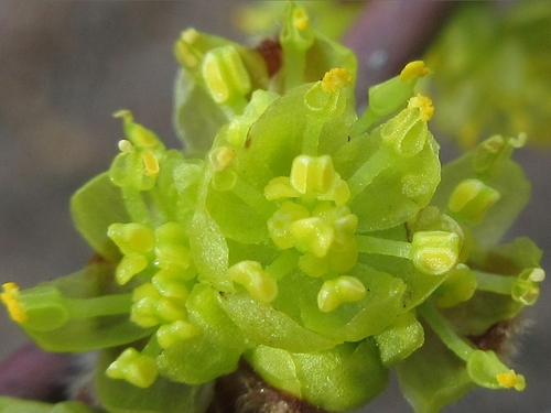Lindera obtusiloba var. heterophylla — photo