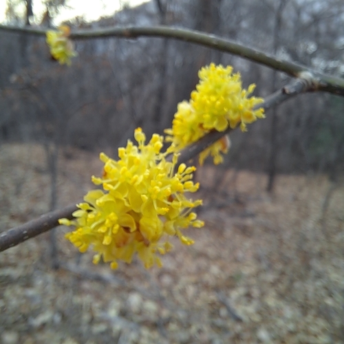 Lindera obtusiloba var. heterophylla