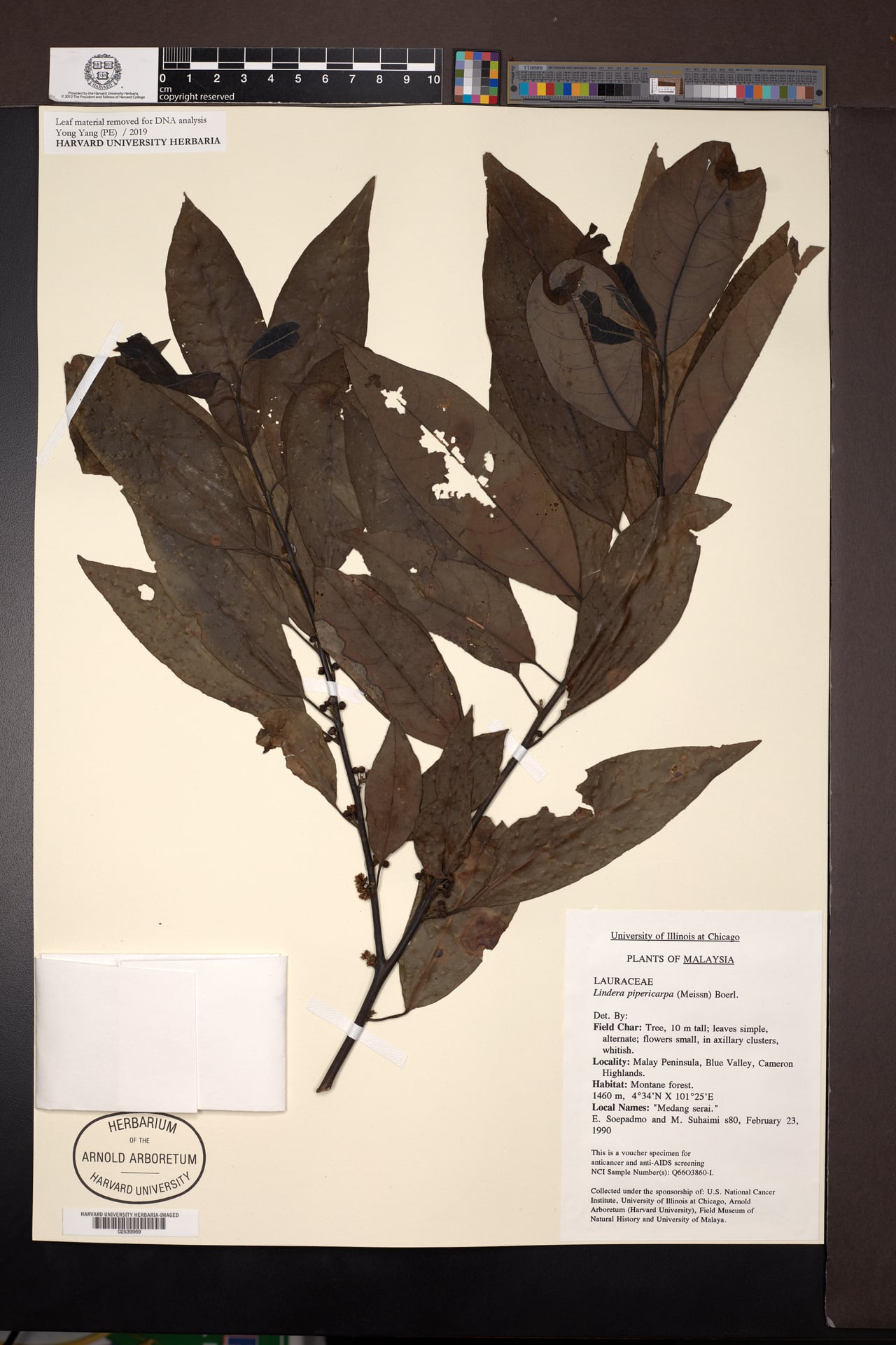 Lindera pipericarpa — photo