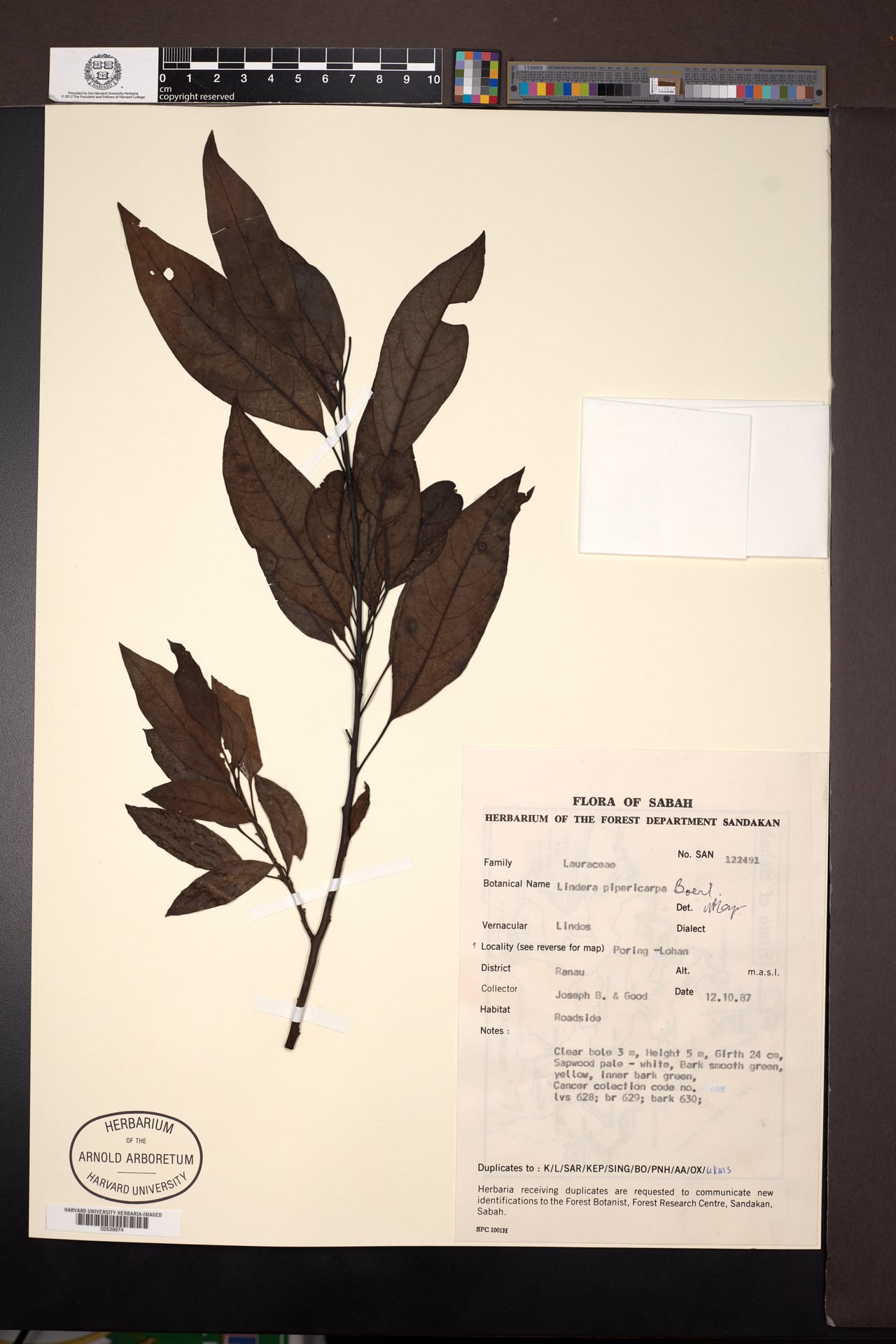 Lindera pipericarpa — photo