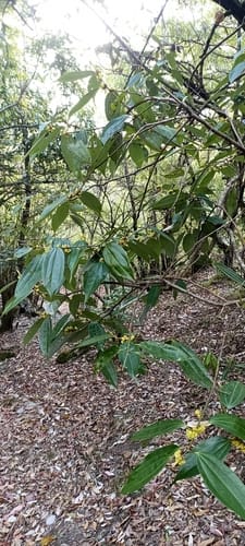 Lindera pulcherrima — photo
