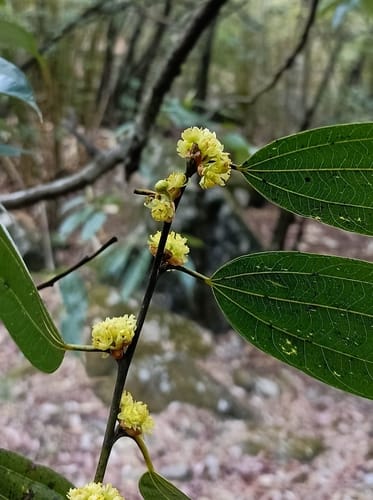 Lindera pulcherrima — photo