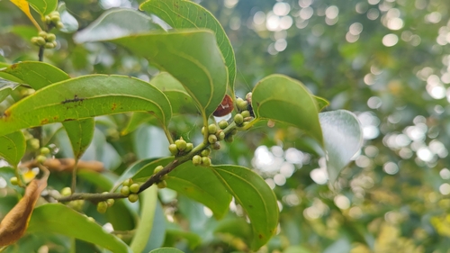 Lindera pulcherrima