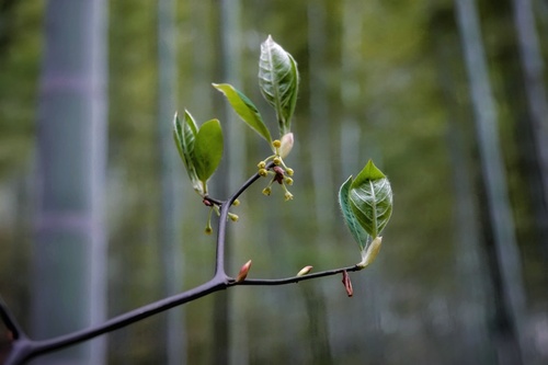 Lindera reflexa — photo